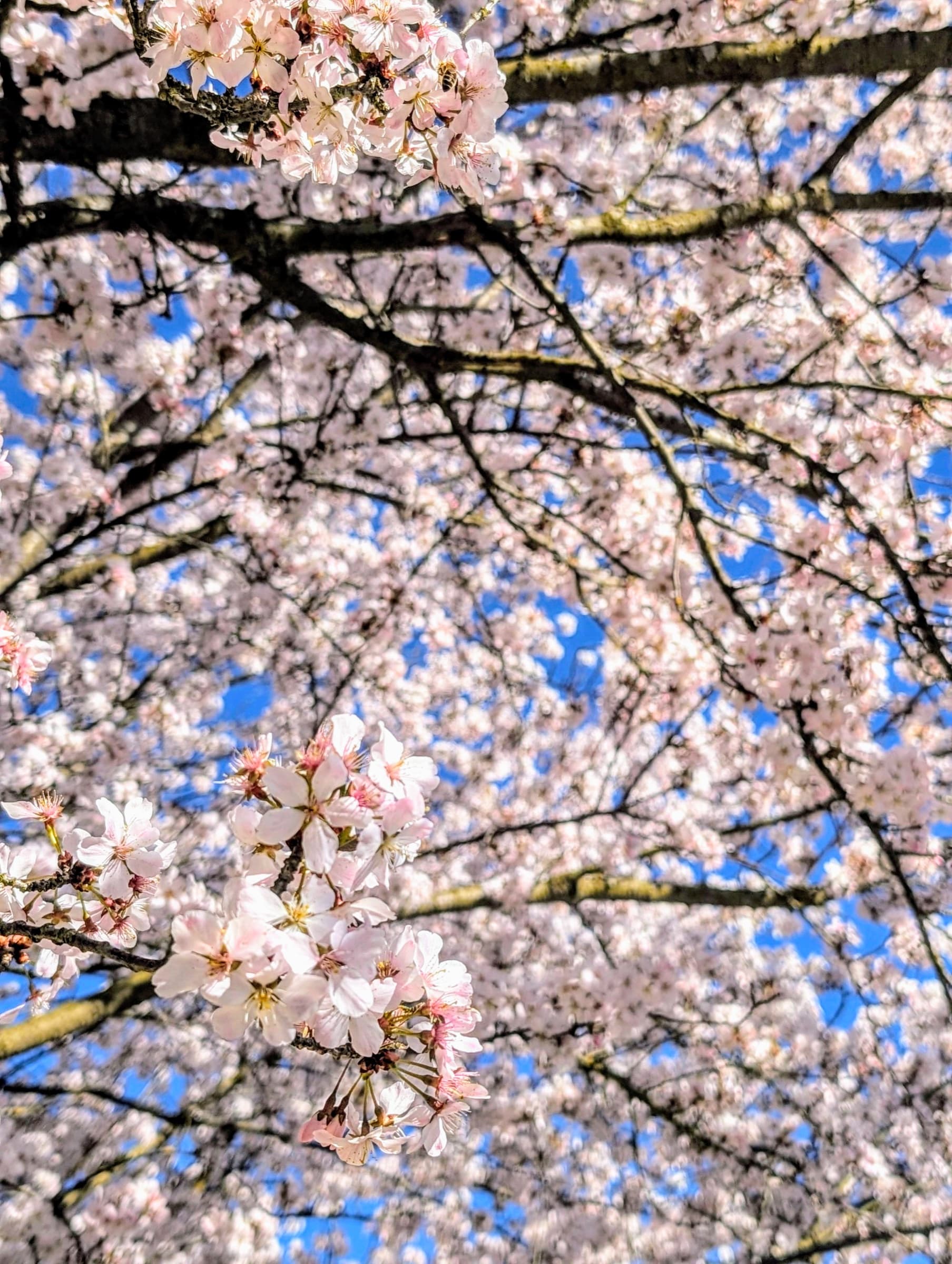 Cherry blossom canopy against blue sky, spring light